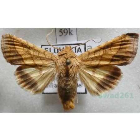 Pyrrhia umbra (Hufnagel, 1766) Ceglica wilżynówka Slovakia59k